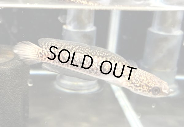 画像2: コウタイ レッドギャラクシー(7cm±) (2)