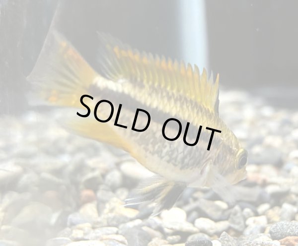 画像3: アピストグラマ カカトイデス ダブルレッド 1ペア EUブリード (3)