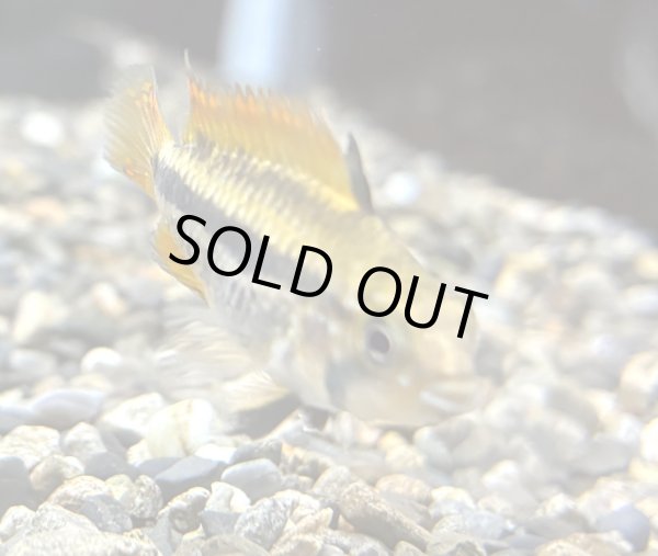 画像2: アピストグラマ カカトイデス ダブルレッド 1ペア EUブリード (2)