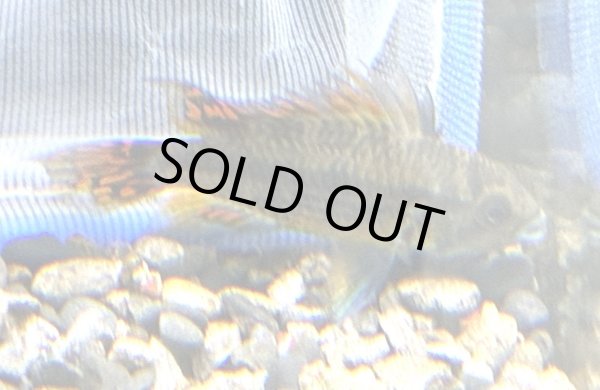 画像1: アピストグラマ カカトイデス ダブルレッド 1ペア EUブリード (1)