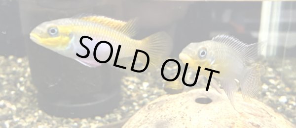 画像1: ペルヴィカクロミス クリベンシス ローベ 1ペア EUブリード★ (1)