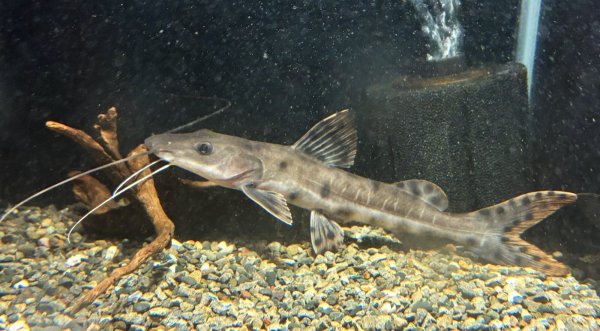 画像1: ジャウーピンタード(15cm±)★ (1)