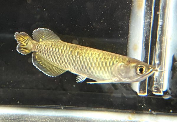 画像2: ノーザンバラムンディ(9cm±)WILD★ (2)