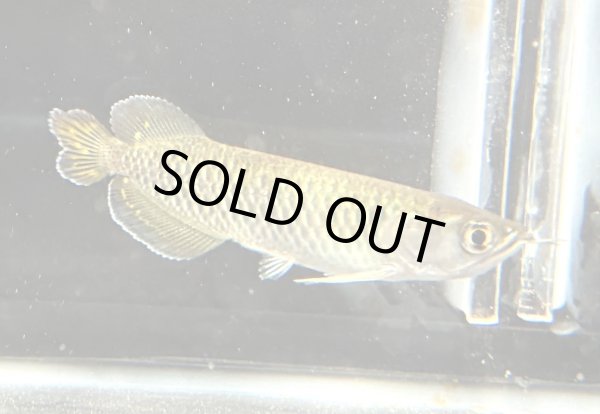 画像2: ノーザンバラムンディ(9cm±)WILD★ (2)