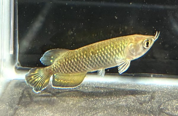 画像1: ノーザンバラムンディ(9cm±)WILD★ (1)