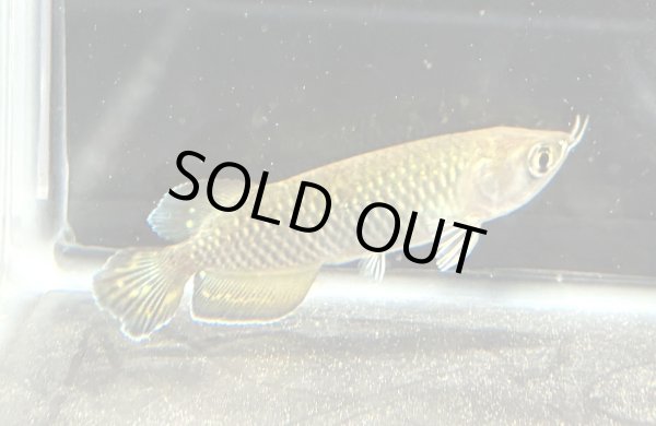 画像1: ノーザンバラムンディ(9cm±)WILD★ (1)