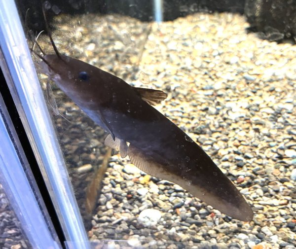 画像1: タンダンキャット(13cm±)WILDインドネシア★ (1)