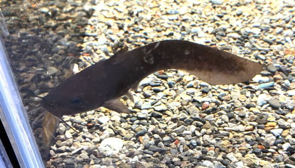 画像2: タンダンキャット(13cm±)WILDインドネシア★ (2)