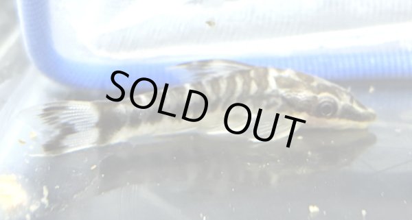 画像1: ゼブラオトシンクルス WILD★ (1)