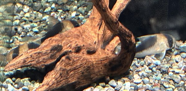 画像1: コリドラス ブロードバンドデビットサンジィ CW107 WILDタメリバー★ (1)