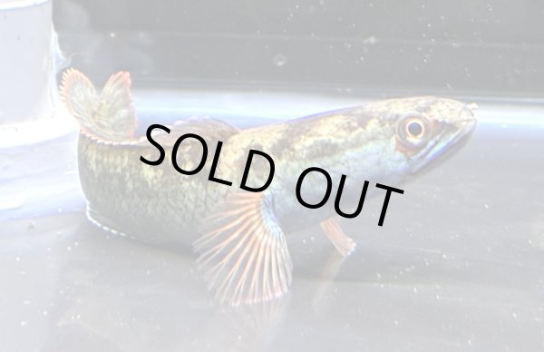 画像3: アイズファイヤー スネークヘッド(11cm±)上物 WILD★ (3)