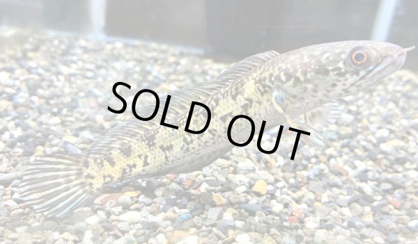 画像3: バイオレットスネークヘッド(13cm±)上物 WILD★ (3)