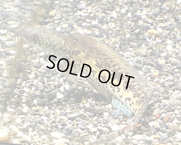 画像1: バイオレットスネークヘッド(13cm±)上物 WILD★ (1)