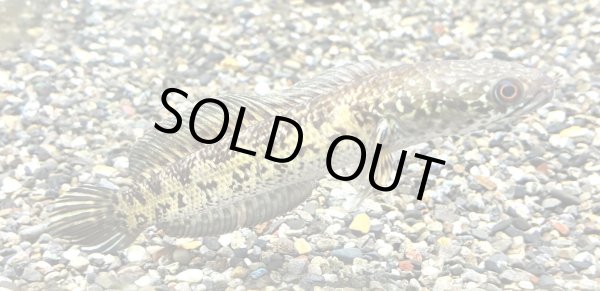 画像2: バイオレットスネークヘッド(13cm±)上物 WILD★ (2)