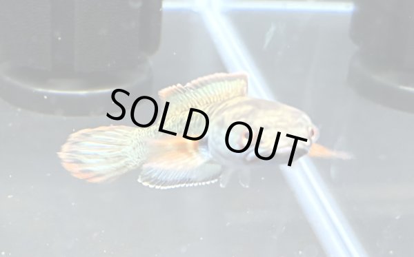 画像1: アイズファイヤー スネークヘッド(11cm±)上物 WILD★ (1)