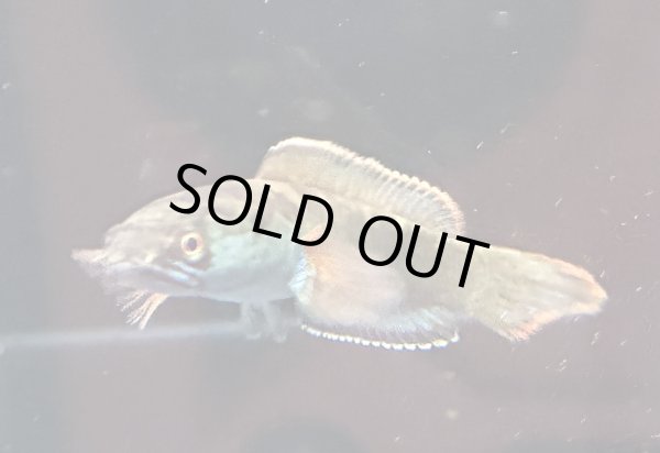 画像2: アイズファイヤー スネークヘッド(11cm±)上物 WILD★ (2)