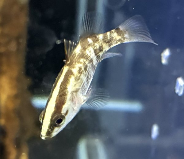 画像1: バラマンディ(4cm±)WILD★ (1)