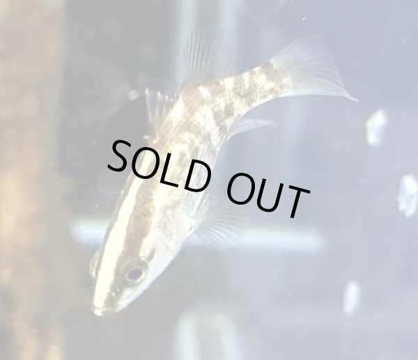 画像1: バラマンディ(4cm±)WILD★ (1)