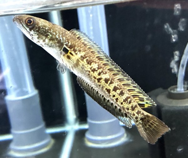 画像1: バイオレットスネークヘッド(11cm±)WILD★ (1)