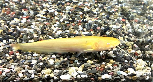 画像1: アルビノ南方大口ナマズ(12cm±) (1)