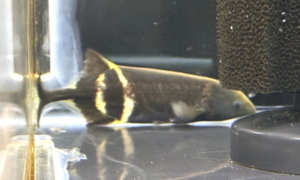 画像2: エレファントノーズフィッシュ(8cm±)WILD★ (2)