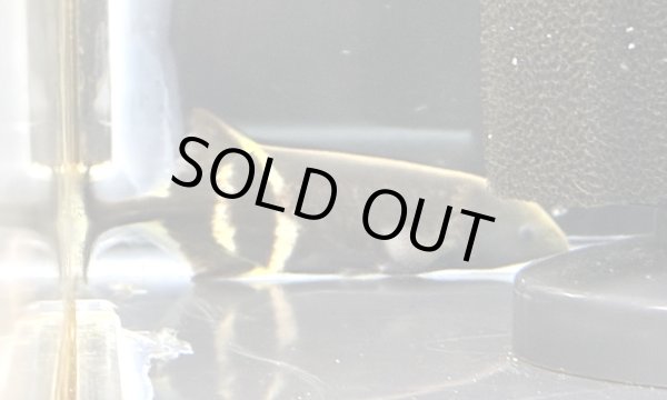 画像2: エレファントノーズフィッシュ(8cm±)WILD★ (2)