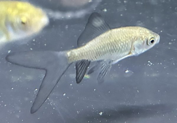 画像1: テツギョ(5cm±)ブリード (1)