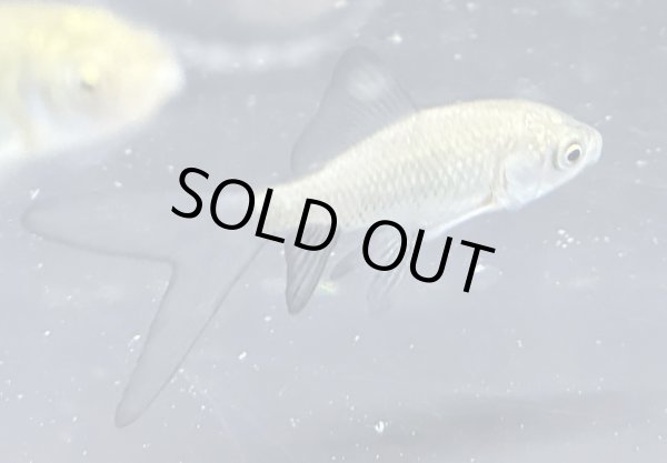 画像1: テツギョ(5cm±)ブリード (1)