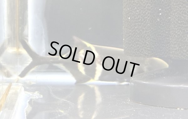 画像1: エレファントノーズフィッシュ(8cm±)WILD★ (1)