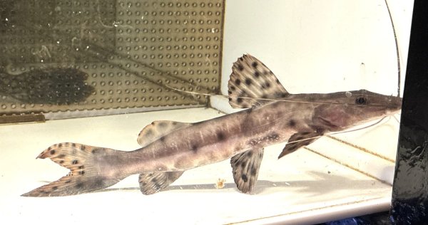 画像1: ジャウーピンタード(18cm±)★ (1)