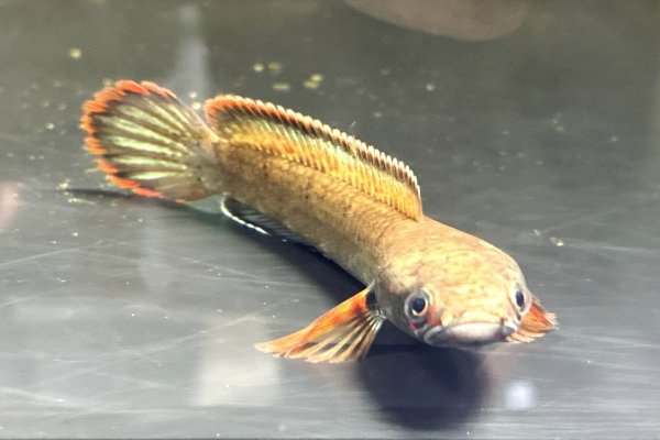 画像1: アイズファイヤー スネークヘッド(11cm±)上物 WILD★ (1)