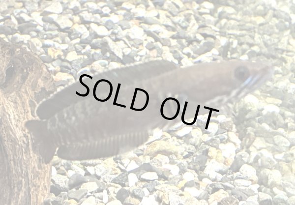 画像1: チャンナレッドアンドラオ(7cm±)★ (1)