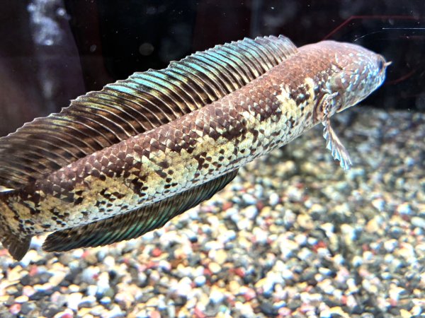 画像2: バイオレットスネークヘッド(16cm±)上物 WILD★ (2)