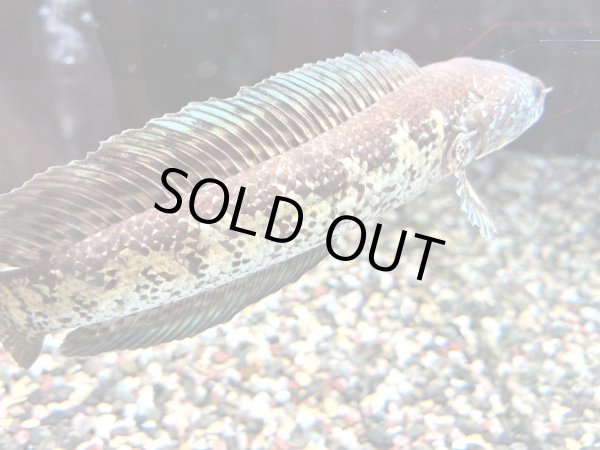 画像2: バイオレットスネークヘッド(16cm±)上物 WILD★ (2)