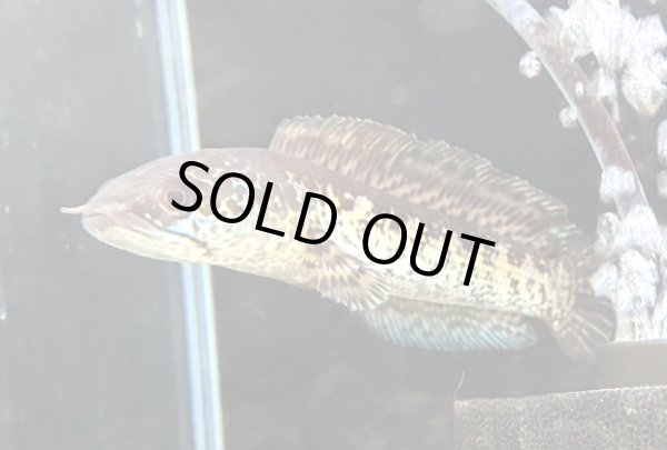 画像4: バイオレットスネークヘッド(16cm±)上物 WILD★ (4)