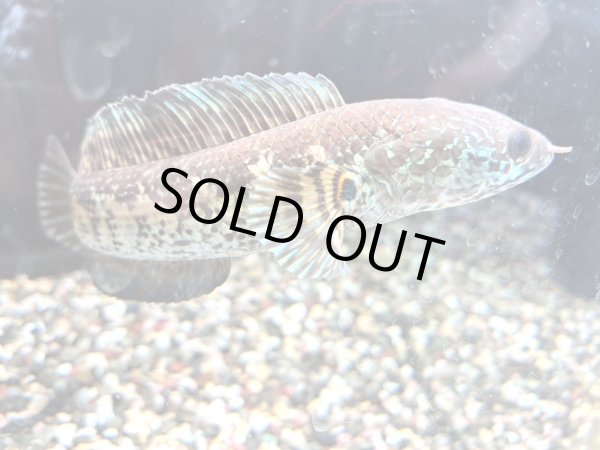 画像3: バイオレットスネークヘッド(16cm±)上物 WILD★ (3)