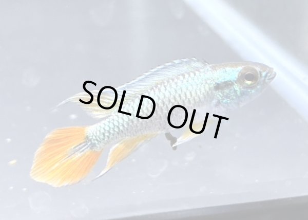 画像1: アピストグラマ アガシジィ ブルーフレーム 1ペア EUブリード★ (1)