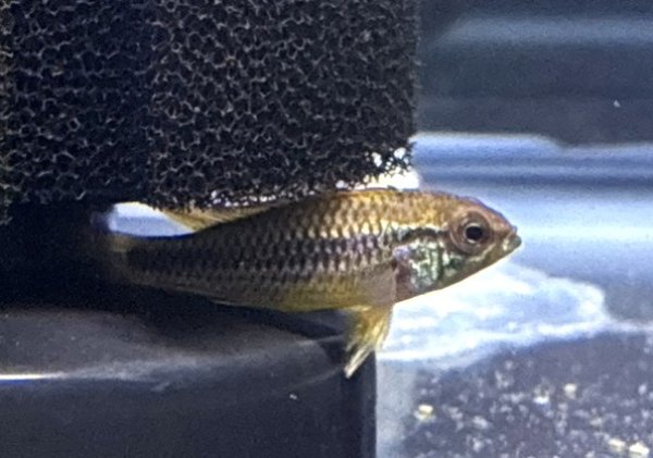 画像2: アピストグラマ アガシジィ ブルーフレーム 1ペア EUブリード★ (2)