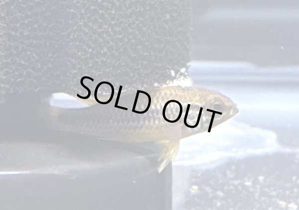 画像2: アピストグラマ アガシジィ ブルーフレーム 1ペア EUブリード★ (2)