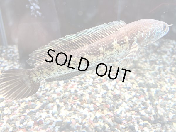 画像1: バイオレットスネークヘッド(16cm±)上物 WILD★ (1)