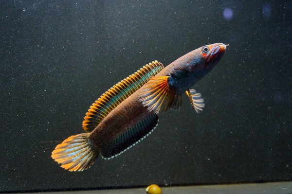 画像2: アイズファイヤー スネークヘッド(11cm±)上物 WILD★ (2)