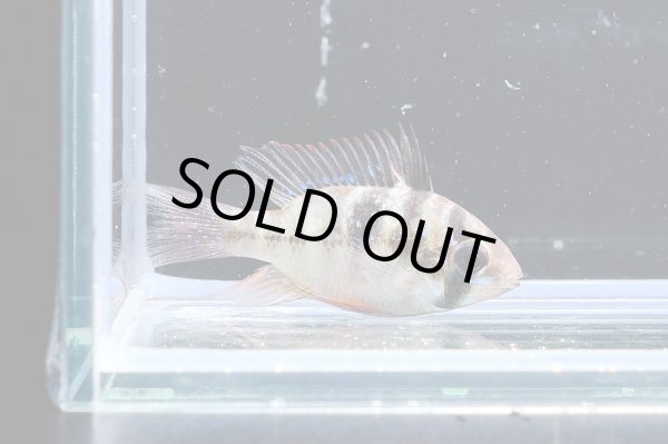 画像3: ラミレジィ ロングフィン 1ペア (3)