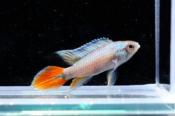 画像1: アピストグラマ アガシジィ ブルーフレーム 1ペア EUブリード★ (1)