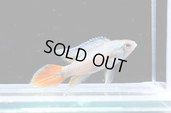 画像1: アピストグラマ アガシジィ ブルーフレーム 1ペア EUブリード★ (1)