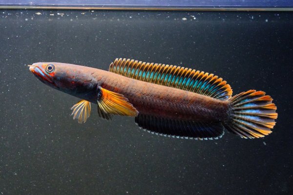 画像1: アイズファイヤー スネークヘッド(11cm±)上物 WILD★ (1)