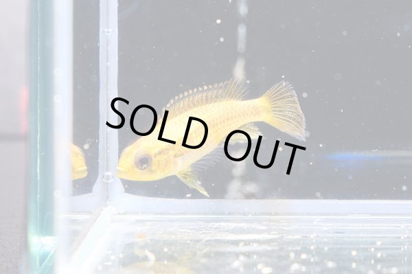 画像2: アピストグラマ アガシジィ ブルーフレーム 1ペア EUブリード★ (2)