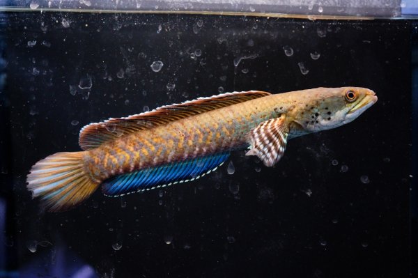 画像3: チャンナ オルナティピンニス(17cm±)WILD★ (3)