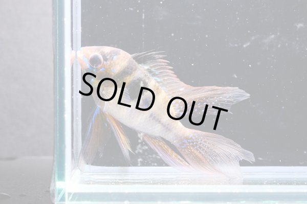 画像2: ラミレジィ ロングフィン 1ペア (2)