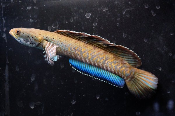 画像2: チャンナ オルナティピンニス(17cm±)WILD★ (2)