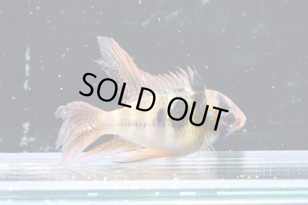 画像1: ラミレジィ ロングフィン 1ペア (1)